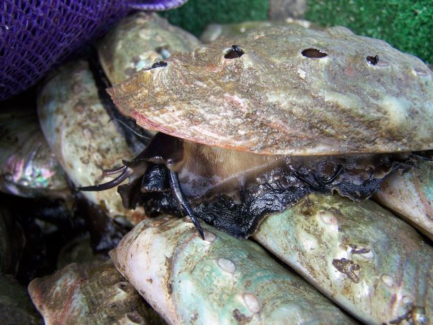 Introducing: the abalone! Aren't they cool looking?
