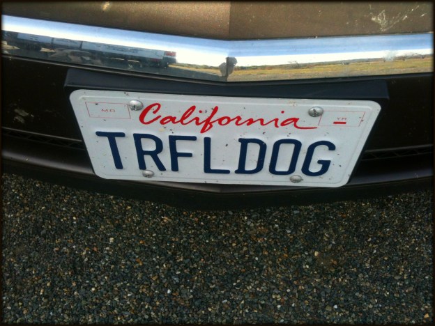 11 Truffle Dog License Plate