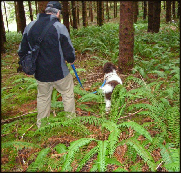 Rico & his Sicilian-American tartufaio, Bill, search for wild treasures at the Oregon Truffle Festival