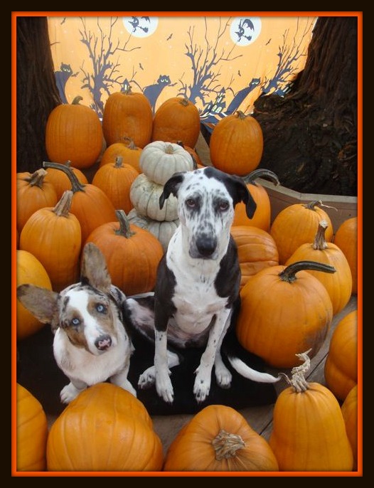 My buddies Spot and Rover give pumpkins a BIG paws up!