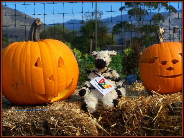 Carving jack-o'-lanterns with hooves is challenging -- but I did it!