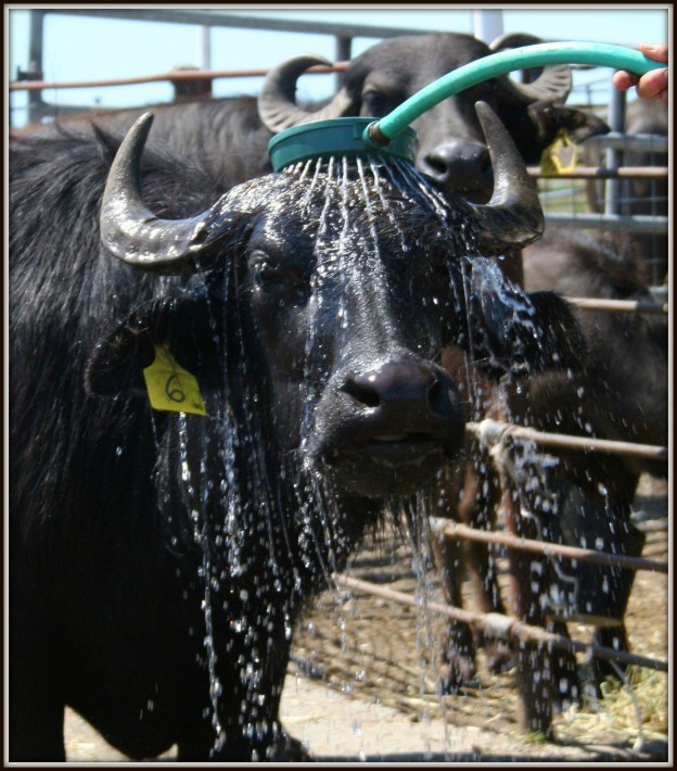 In California, this is how you put the water on a water buffalo!