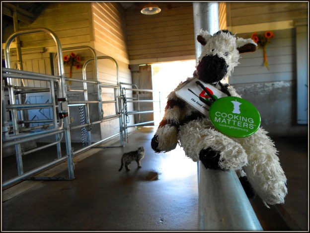 The milking barn is so peaceful, even the cats find it relaxing!