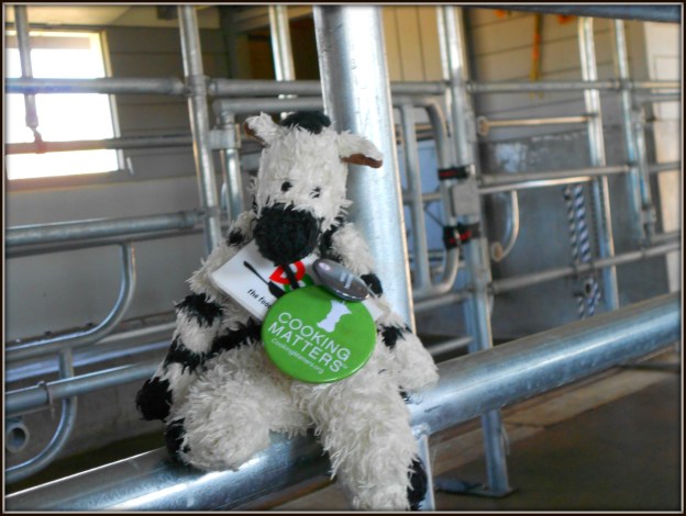 In order to make the  moms feel comfortable, Craig (the Dr. Phil of water buffalo) designed these special stalls.