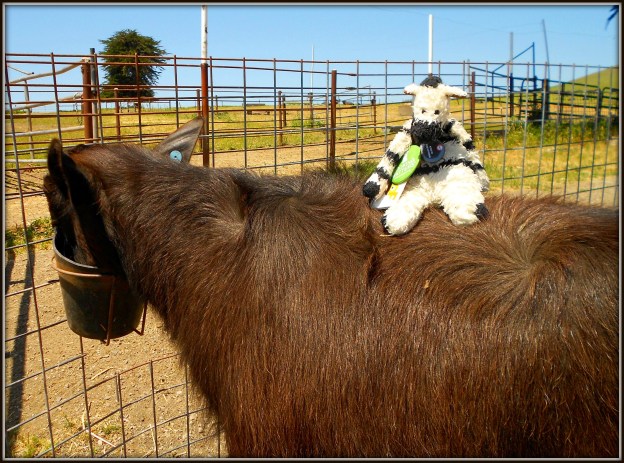 If you treat a water buffalo like your best friend, you might even get a ride!
