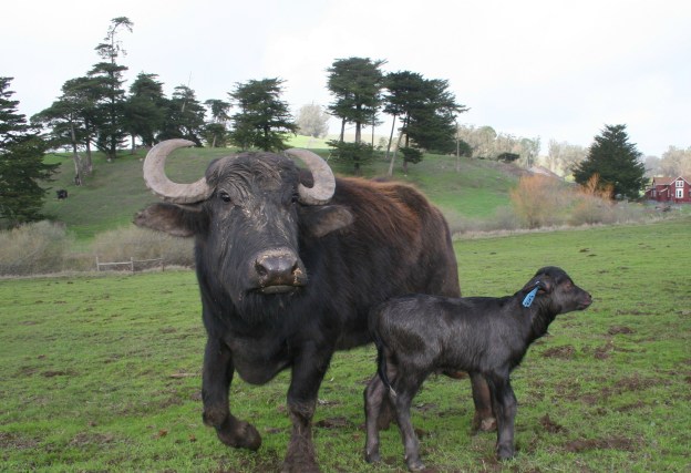 Protective Water Buffalo Mom