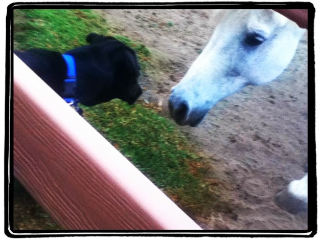 Close Encounters of the Canine-Equine Kind