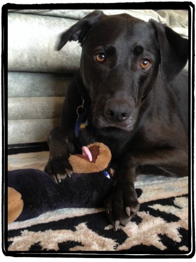 Miles & Shredded Doggy