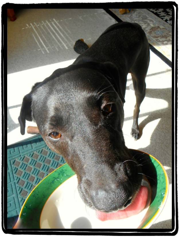 Miles the Super-Taster