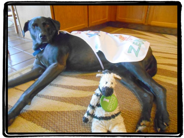 What Are You Lookin' At, Zebra