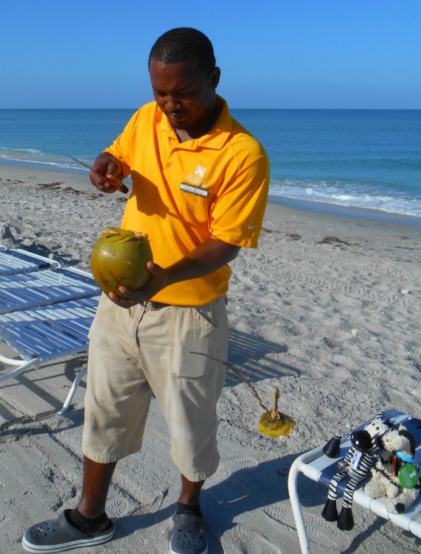 Coconut Top Flying Off